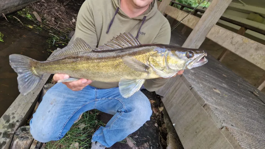 Zander