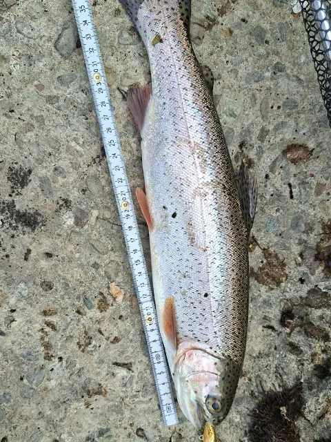 Regenbogenforelle