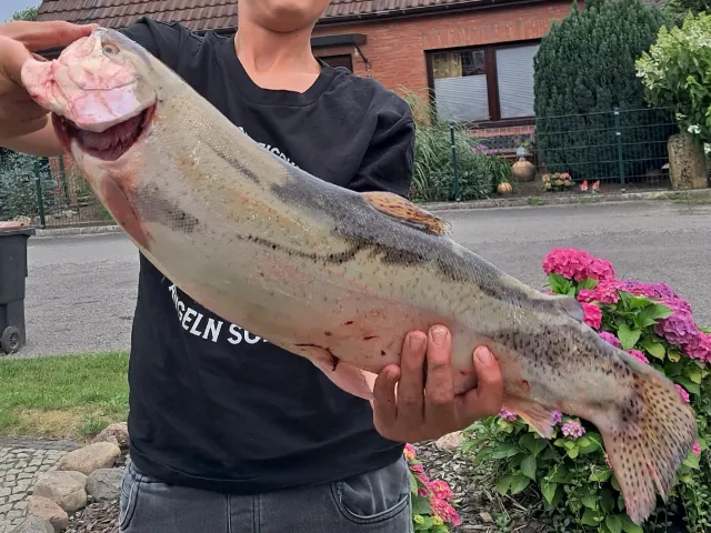 Regenbogenforelle