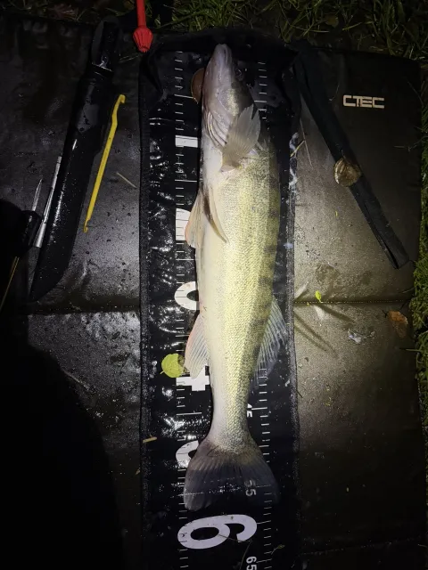 Zander
