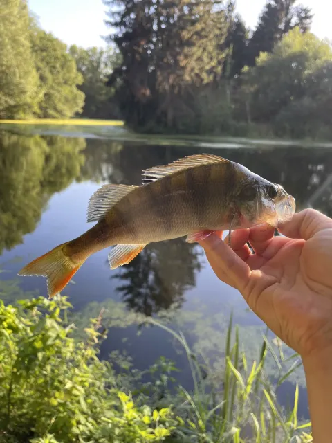 Flussbarsch
