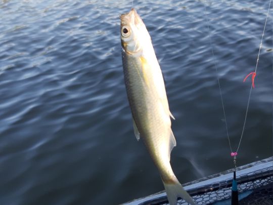 Schoritzer Wiek ALLE ANGELN