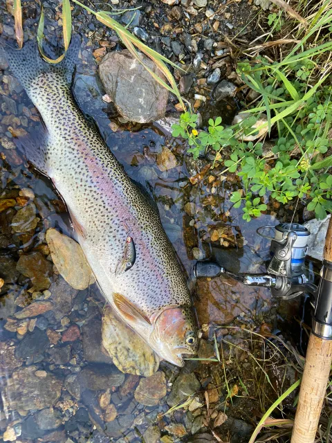 Regenbogenforelle