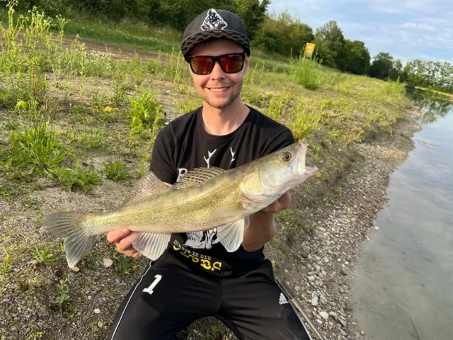Zander