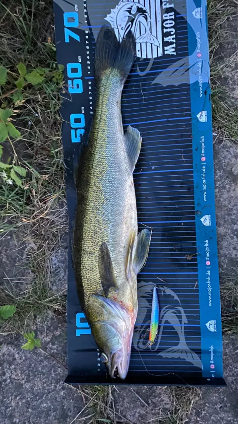 Zander