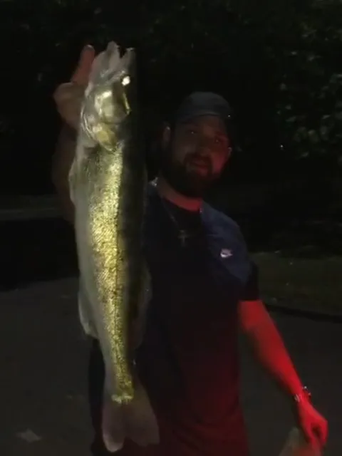 Zander