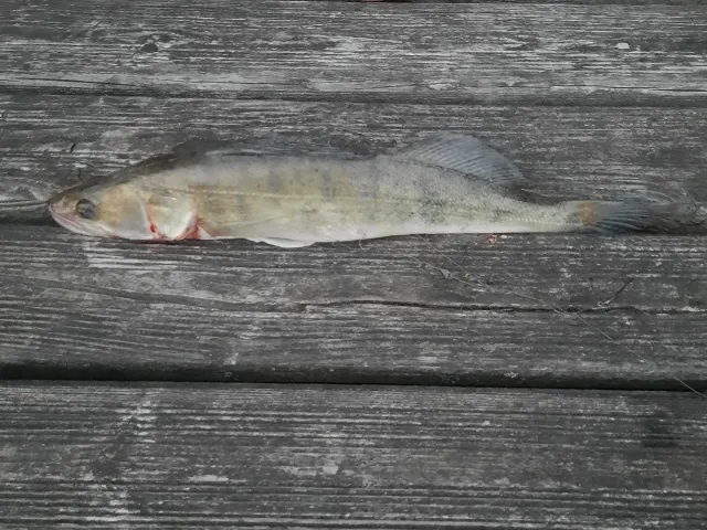 Zander