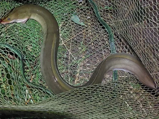 Aal