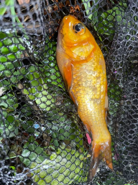 Goldfisch