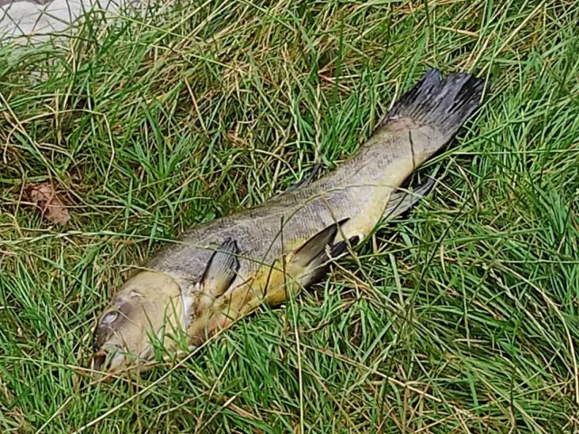 Schleie