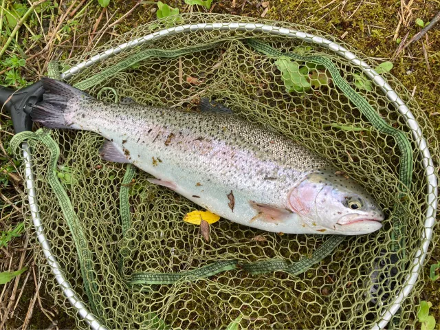 Regenbogenforelle