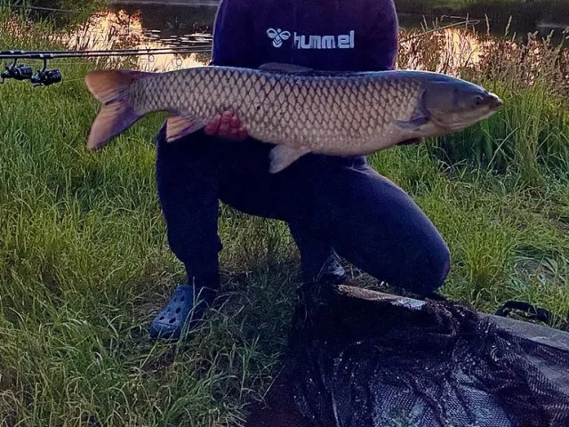 Graskarpfen