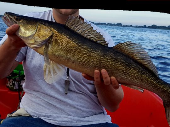 Zander