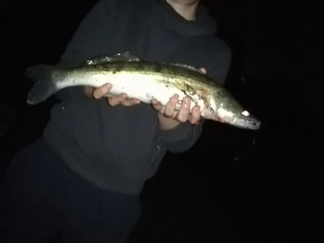 Zander