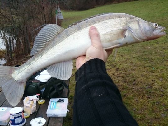 Zander