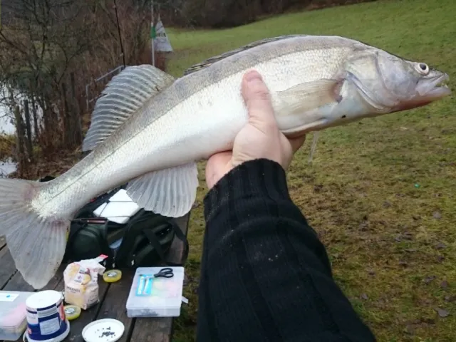Zander