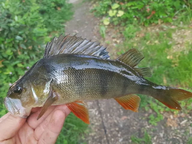 Flussbarsch