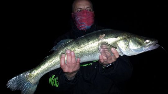 Zander