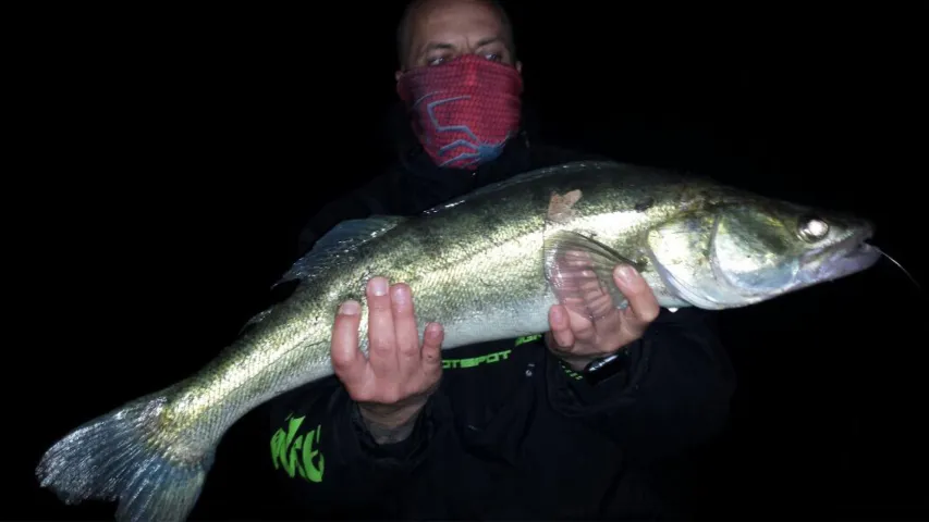 Zander