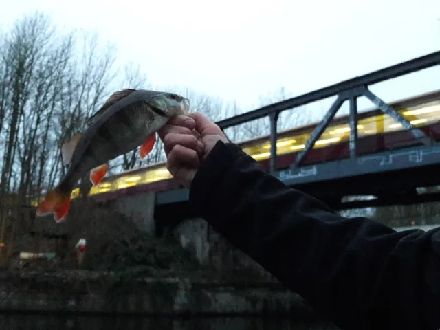 Flussbarsch