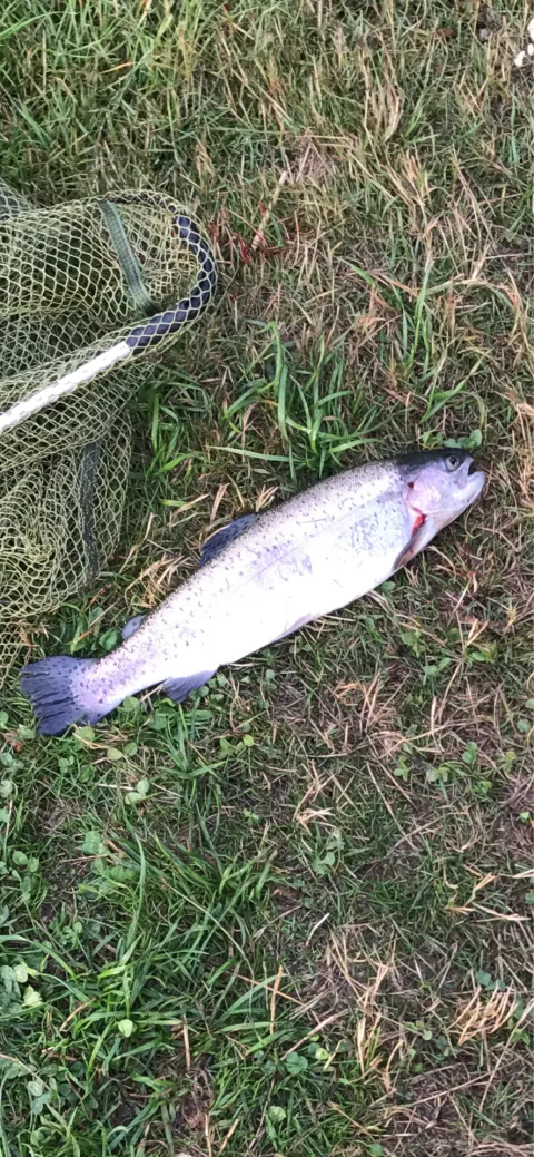 Regenbogenforelle