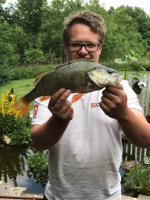Flussbarsch