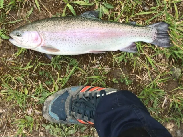 Regenbogenforelle