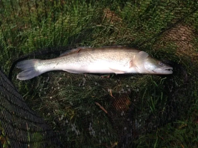 Zander