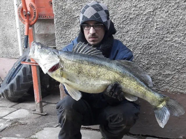 Zander
