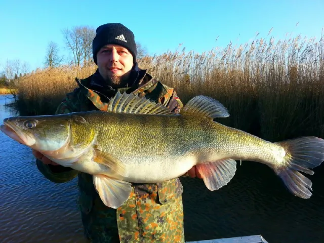 Zander