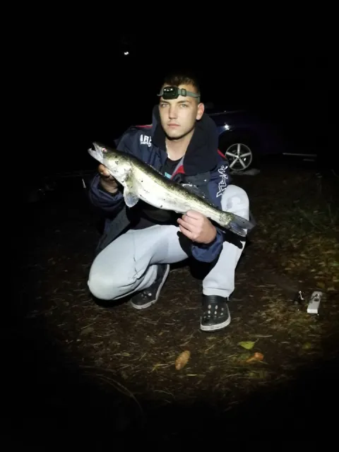 Zander