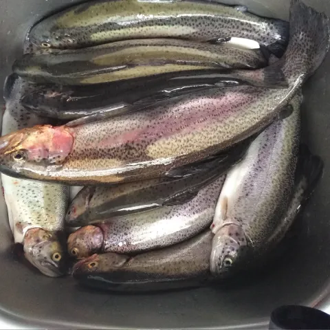 Regenbogenforelle