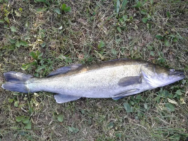 Zander