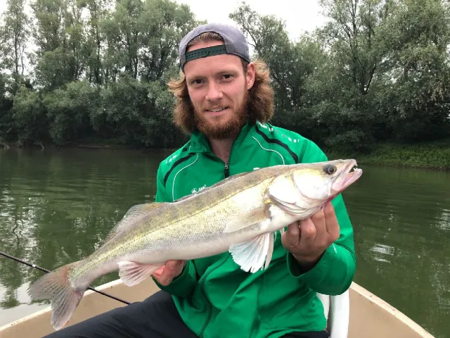 Zander