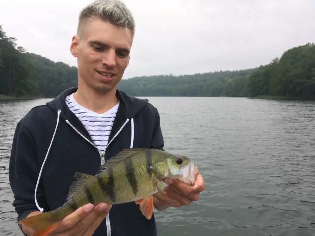 Flussbarsch