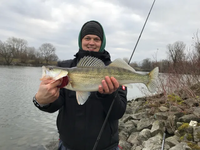 Zander