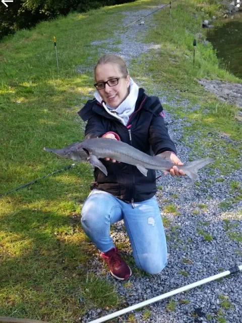 Stör