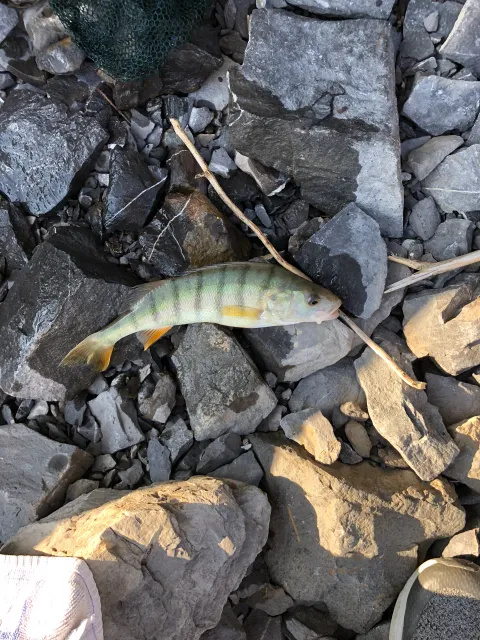 Flussbarsch