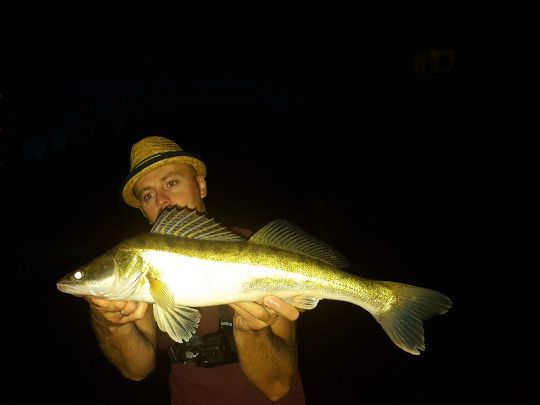 Zander
