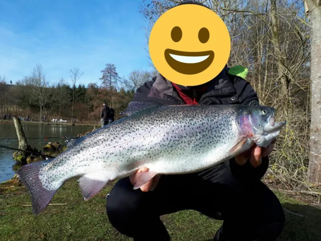 Regenbogenforelle