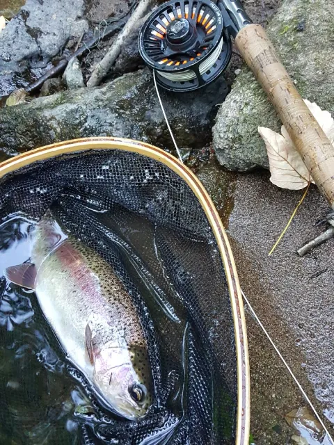 Regenbogenforelle
