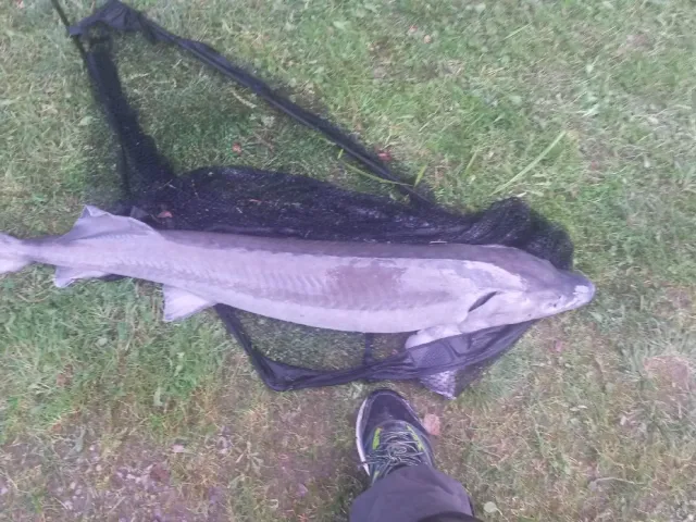 Stör