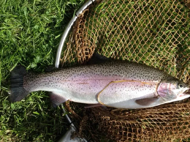 Regenbogenforelle