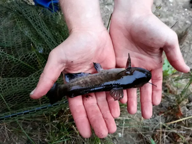 Zwergwels