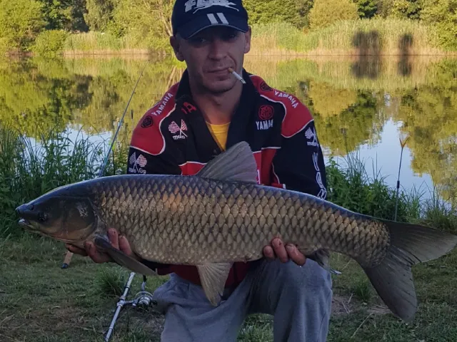 Graskarpfen
