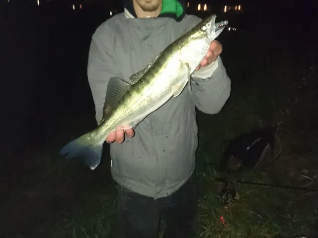 Zander