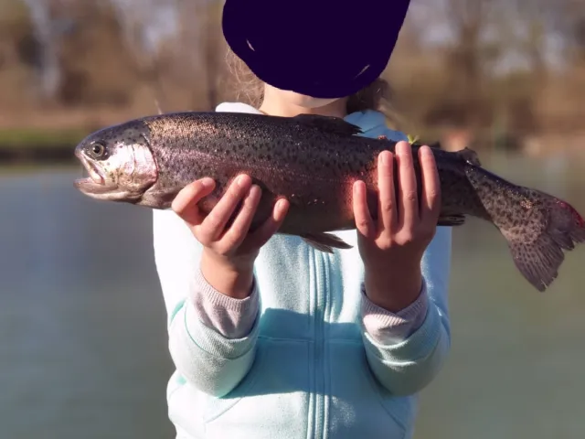 Regenbogenforelle