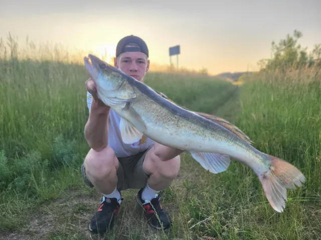 Zander