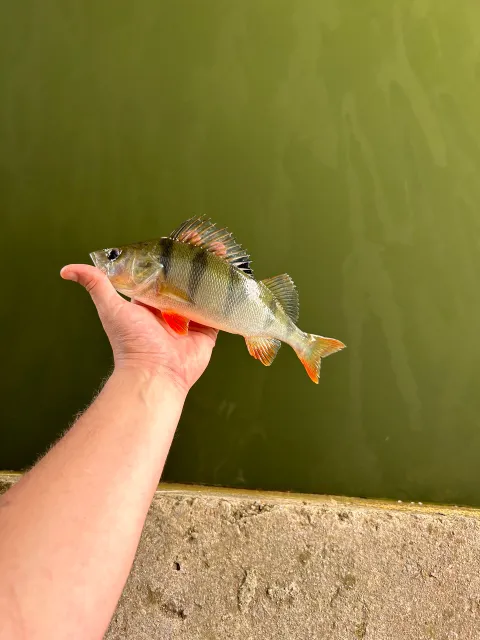 Flussbarsch