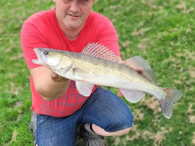Zander